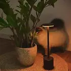 قطط همالايا