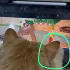 قط ضايع حي القادسيه 2