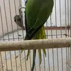 للبيع بغباء أنثى دره غير أليفه