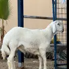 طلي حري صنف الصنف فاخررر مشروط تم البيعع