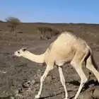 حاشي مقفل شحم بري
