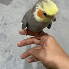 للبيع طير كروان