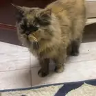 قطه هملايا غير معقمه عمره سنتين