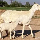 للبيع خلفه حريه(تم البيع تم البيع)