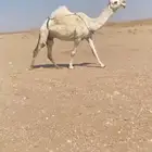 للبيع الخفوت الكفوو