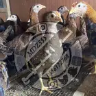 صيصان دجاج دفعة رقم (24) عربي ( تم البيع )