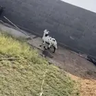 خروف