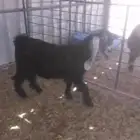 جفره سمينه