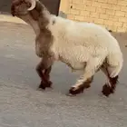 جدع نعيم صنف فاخر للبيع