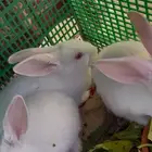 أرانب فرنسي للبيع