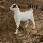 مشروع فحل بيشي صنف