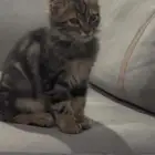 بسه ل التبني