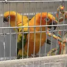 ببغاء صن كنيور