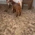 جفار مشاريك قبرصي