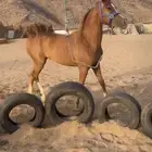 مهره شعبيه فاخره