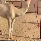 هجن