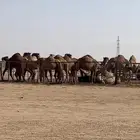 للبيع ذود شعل كفووو