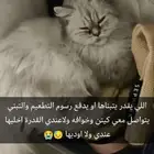 قط للتبني