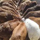 سواكن حمري تربيه 3 شهور تناسب الولائم والأعراس