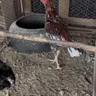 فروخ دجاج سندي