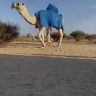 بعير رماني منتج