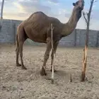 لبيع فحل أشعل