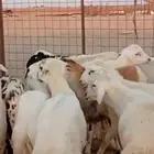 طليان مناسبات مقفله شحم ولحم