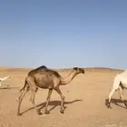 قعود اصفر