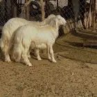 خرفان صفر