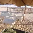 ذبايح هرافى للبييع