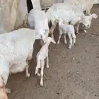 4 رخال تحتها 5 جذعات