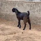 تيس قبرصي أدهم
