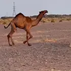 قعود دبياني