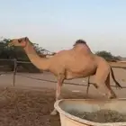 ناقه عاديه لقحه