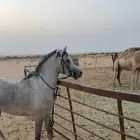 حصان واهو والبيع شعبي