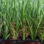 انجيله ... عشب صناعي للملاعب والحدائق