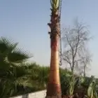 نخيل وشنطني جميع المقسات باسعار مناسبه
