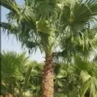 نخل واشنطني زينه للبيع