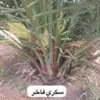 ابو عبده التوريد جميع انوع انخل