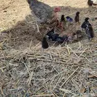 دجاج للبيع