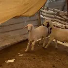 طليان لباني مع السلخ ولتوصيل