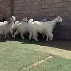 معزاء مصرياات طقم فاخر