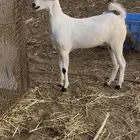 جفرة بيشيه فاخره