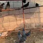 حمام للبيع
