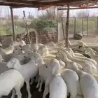 بهم حري