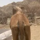 ناقه ساحليه عورا ميت قعودها