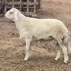 طلي فحل صنف رباع مشروط ضراب ومالطيه وانتاجه فاخر