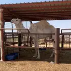 قعود لقي سمين
