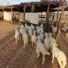 بهم حريات تربيه