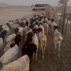 غنم بربري